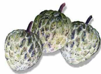 Picture of Atis Fruit aka: Sweet Sop & Sugar Apple