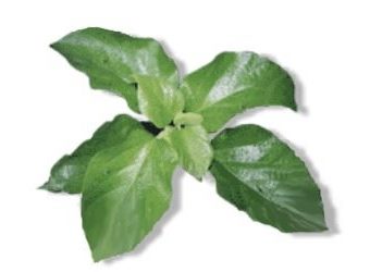 Banaba Herbal Plant