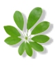 Philippine Herbal Medicine Logo