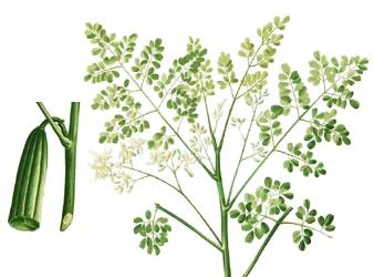 Malunggay (Moringa oleifera Lam.) Picture