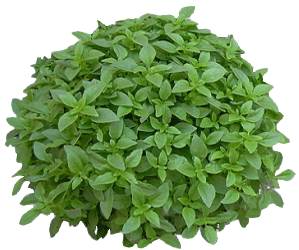 Balanoi or Sweet Basil Herbal Medicine