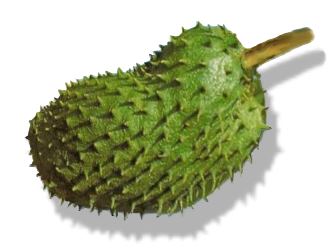 Picture of Guyabano, Annona muricata, Soursop, Guanabana