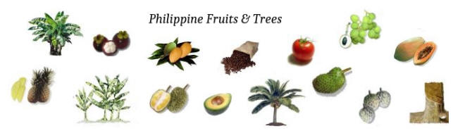 Photo of common fruits and trees in the Philippines