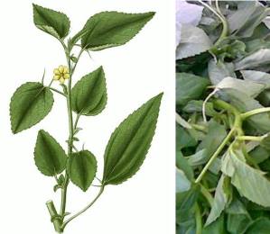 Saluyot or Jute (Corchorus capsularis L.)