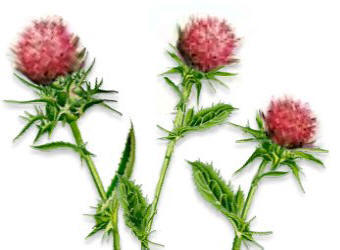 Silymarin | Milk Thistle Plant