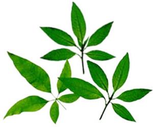 Herbal Medicine Picture: Lagundi (Vitex Negundo)