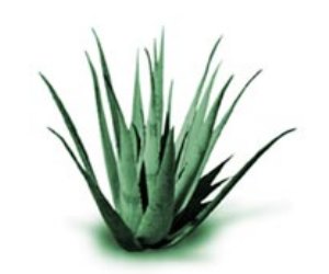 Herbal Medicine Picture: Sabila / Aloe Vera (Aloe Barbadensis Miller)