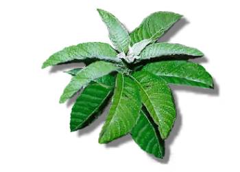 Photo of Sambong (scientific name: Blumea balsamifera)