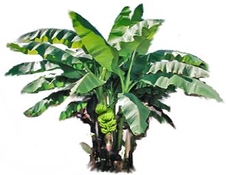The Banana plant picture with fruits