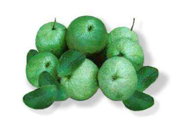 Bayabas fruit and leaves used in herbal medicine