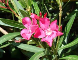 Oleander (Nerium oleander) shrub used as herbal medicine
