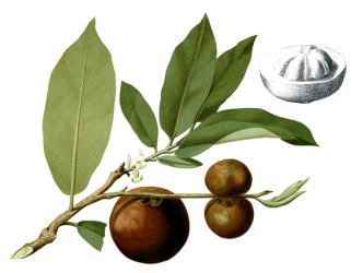 Mabolo (Diospyros blancoi) a.k.a. Velvet Apple