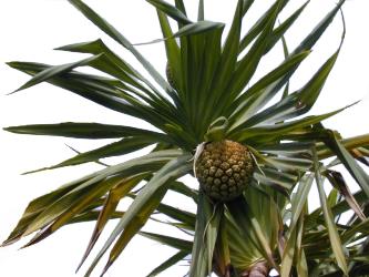 Pandan (Pandanus tectorius) a.k.a. Screw Pine