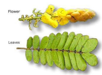 Picture of Akapulko, a herbal medicine in the Philippines (Cassia Alata) flower and leaves