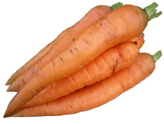 Carrot (Daucus carota L.)