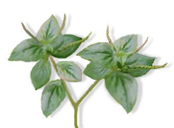 Pansit Panistan Herb Picture