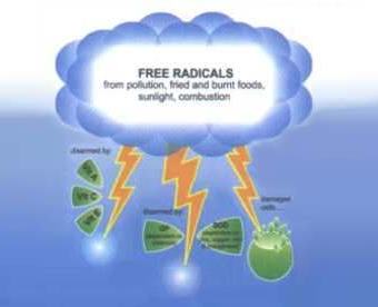 Key to Nutritional Healing Diagram