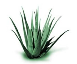 Herbal Medicine Photo of Sabila / Aloe Vera (Aloe Barbadensis Miller)