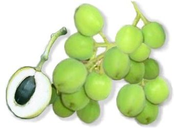 Photo of Tuba-Tuba Plant a.k.a. Jatropha Fruit and Nut