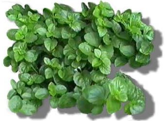 Yerba Buena (Satureja douglasii) herbal medicine of the mint family